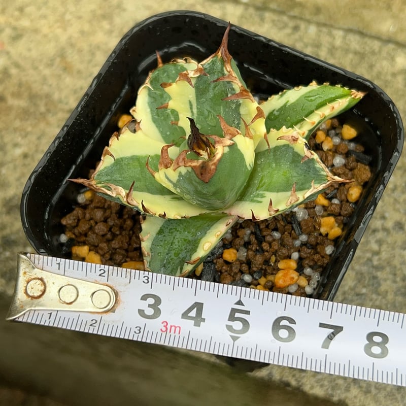 アガベ チタノタ 姫巌竜錦 白覆輪錦 Agave titanota Princess Roc