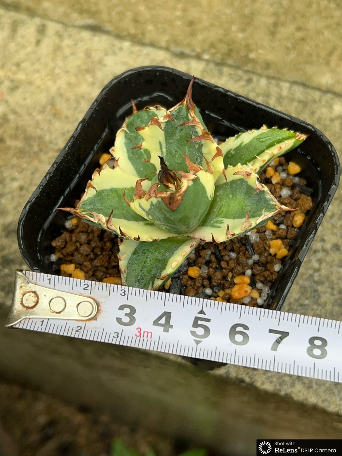 アガベ チタノタ 姫巌竜錦 白覆輪錦 Agave titanota Princess Roc