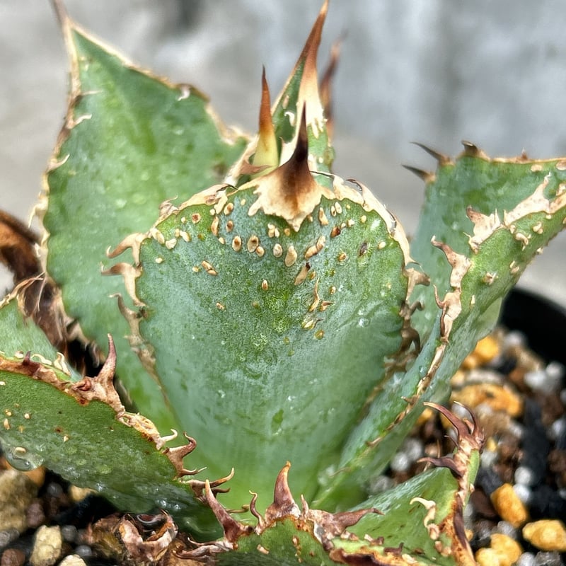 アガベチタノタ金蟾王 Agave titanota Golden Toad King 鉢付き発