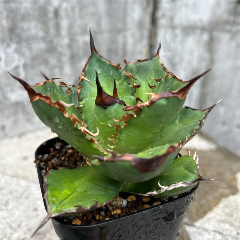 アガベ チタノタ シャークソード 鯊魚剣 鉢付き発送 | blackmonster