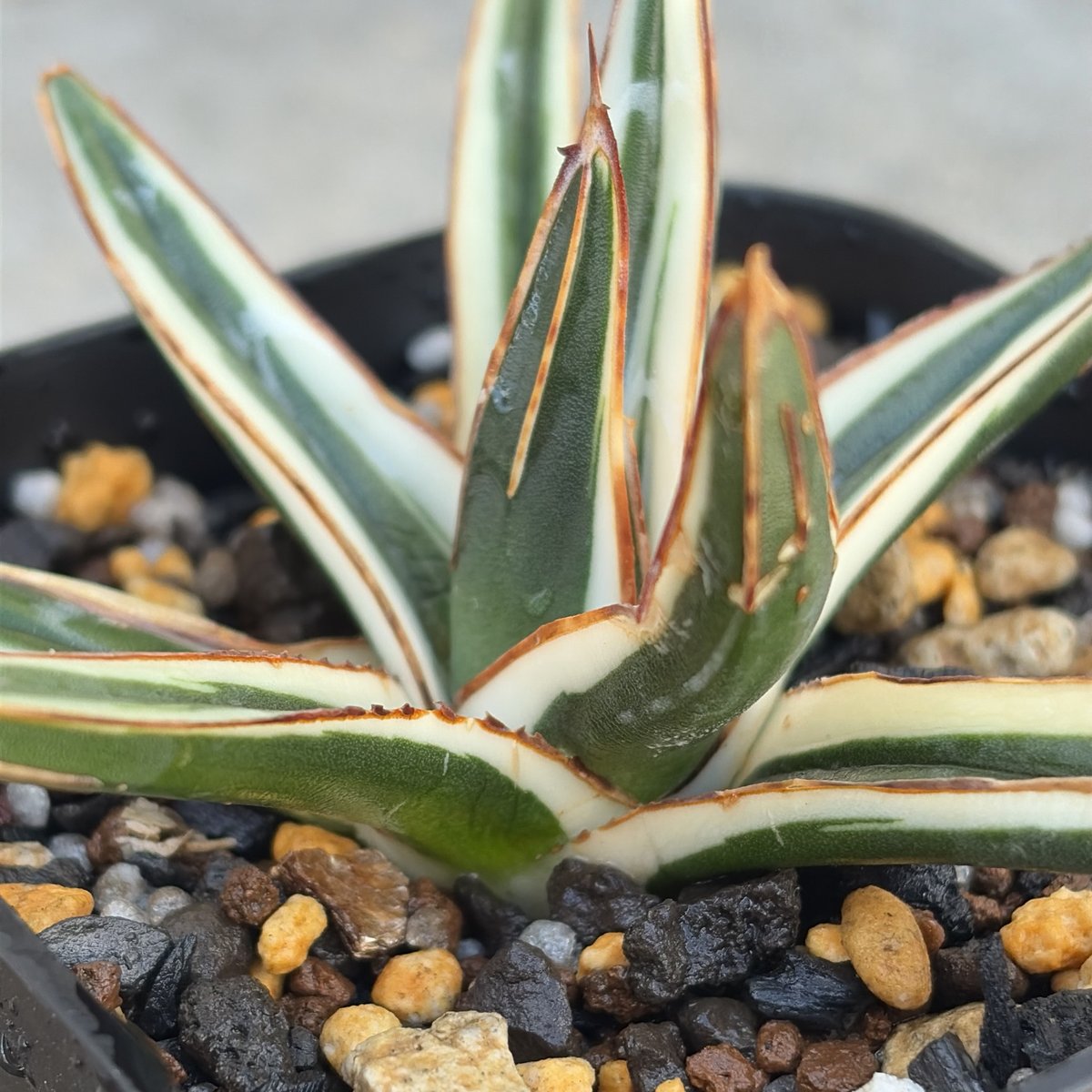 アガベ 笹の雪 氷山 白覆輪種 Agave victoriae-reginae 'Hyouza