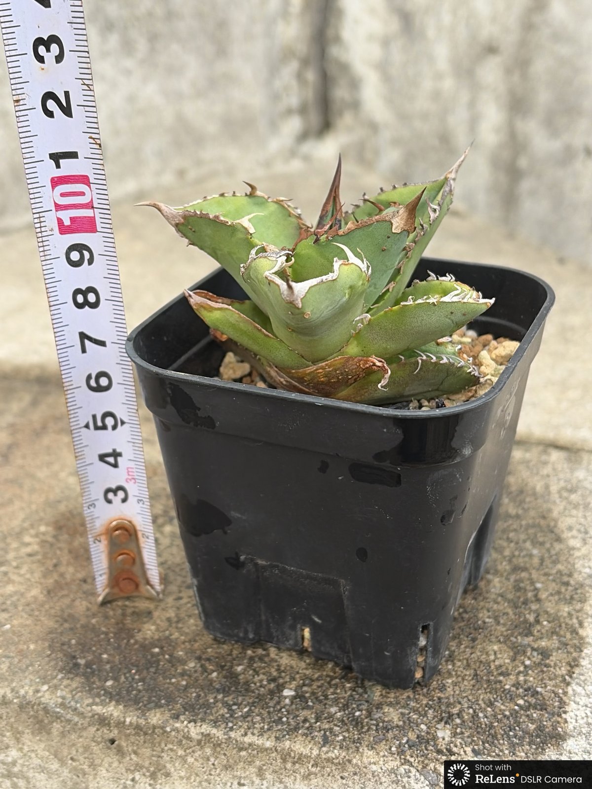 アガベ チタノタ 星空 Agave titanota starry sky 鉢付き発送 |