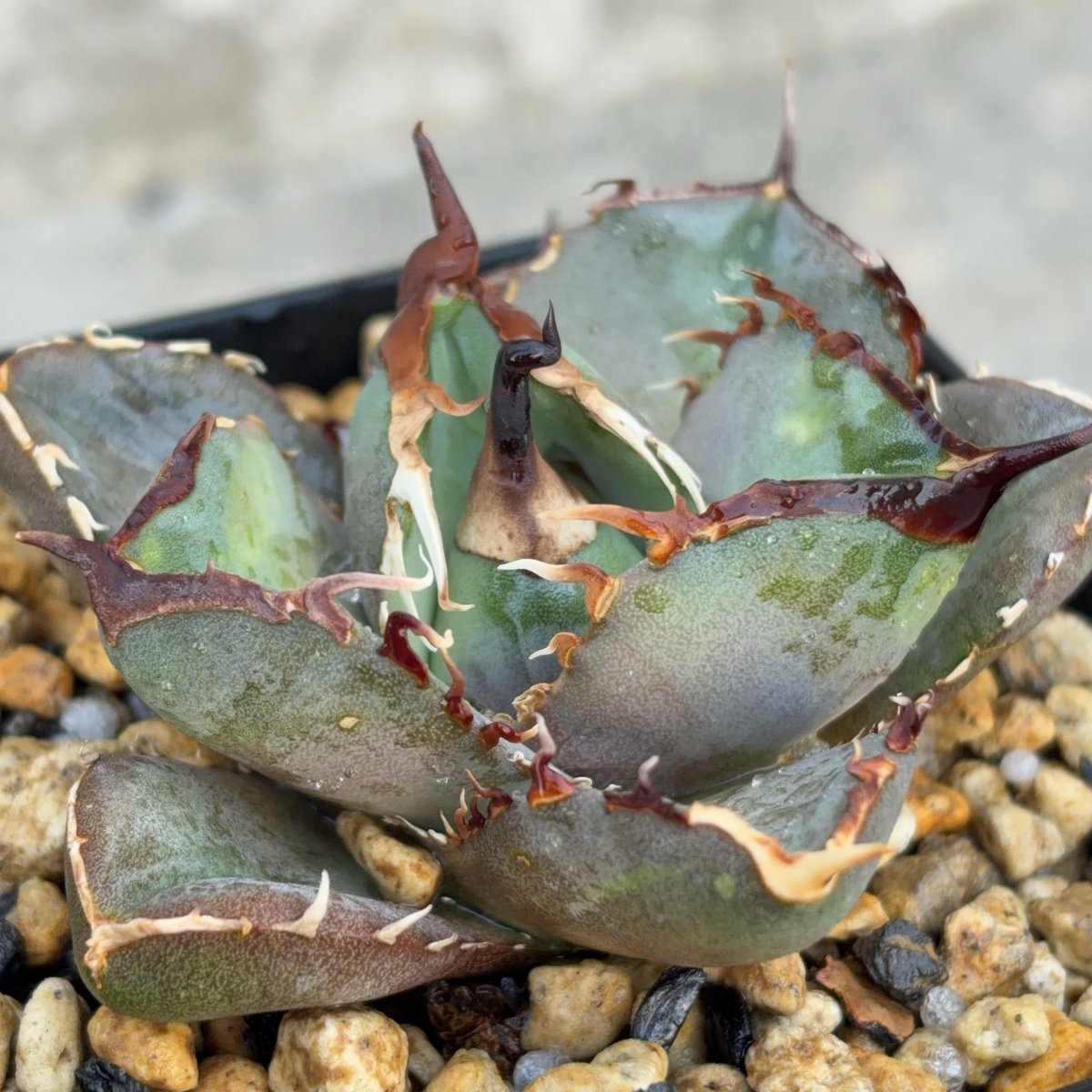 アガベチタノタオアハカ agave titanota oaxaca SUPER DWARF鉢付