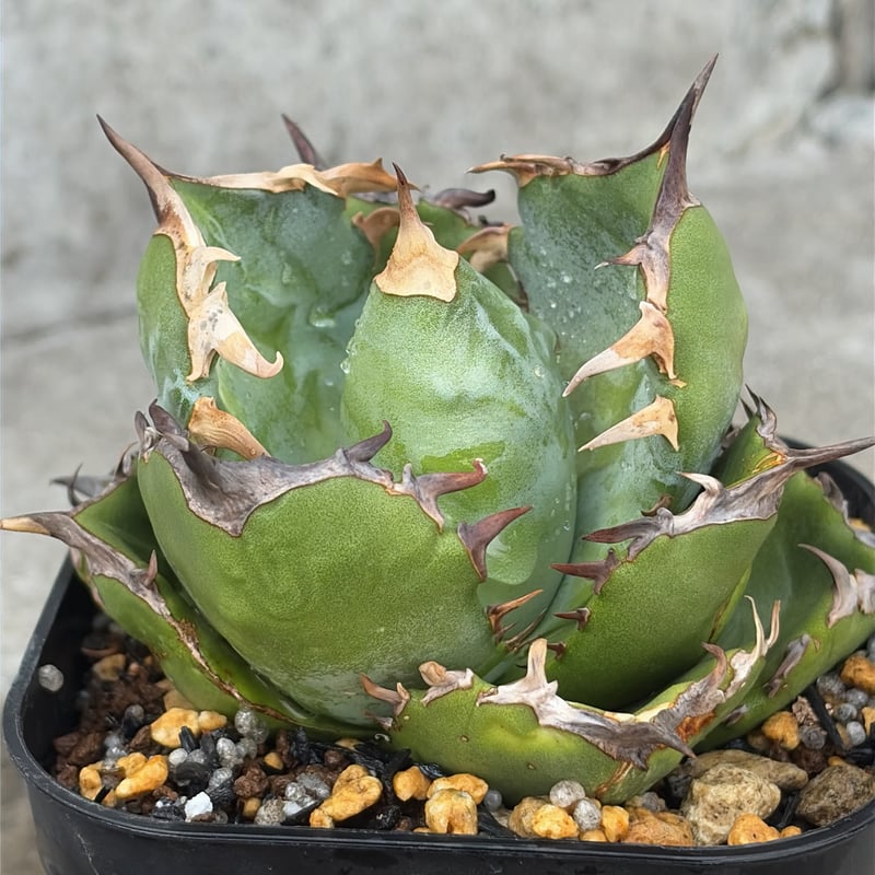 アガベ チタノタ翼竜 Agave titanota Pteranodon 鉢付き発送 |