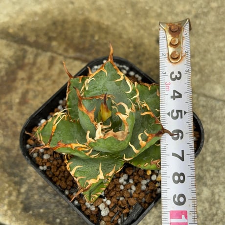 アガベオテロイオアハカ Agave oteroi “Oaxaca”鉢付き発送