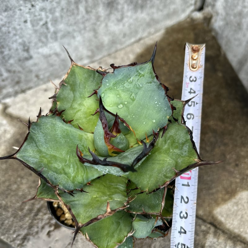 アガベ チタノタ 龍牙 agave titanota dragon fang 子株3株付き鉢付