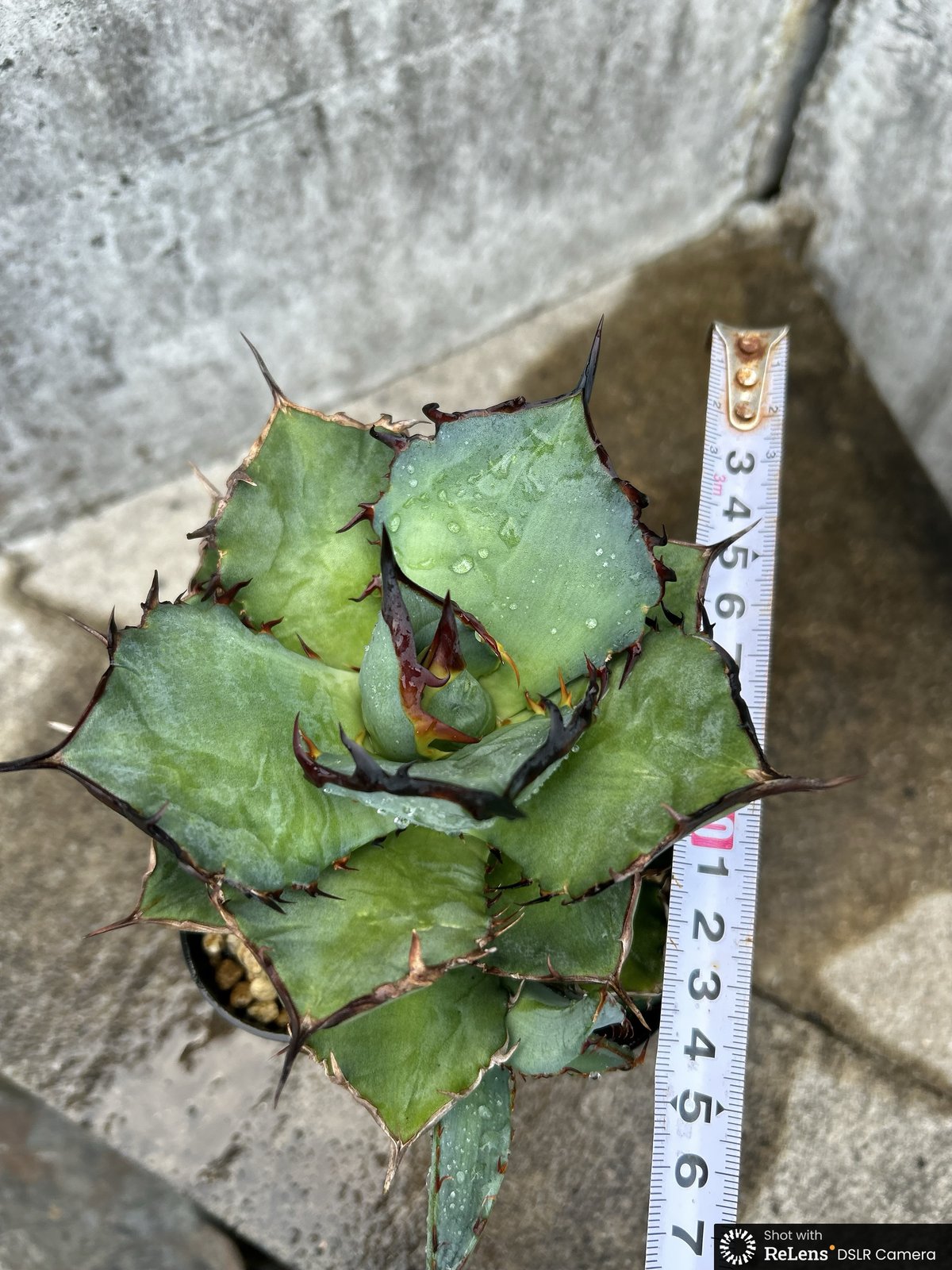 アガベ チタノタ 龍牙 agave titanota dragon fang 子株3株付き鉢付