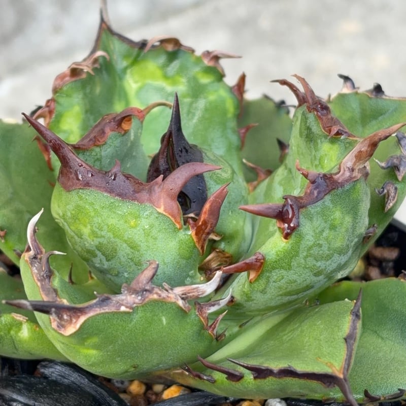 アガベ チタノタ翼竜 Agave titanota Pteranodon 鉢付き発送 |