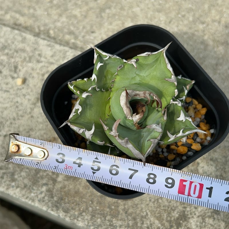 翼竜 agave titanota プテラノドン 発根済子株 アガベ チタノタ 子株