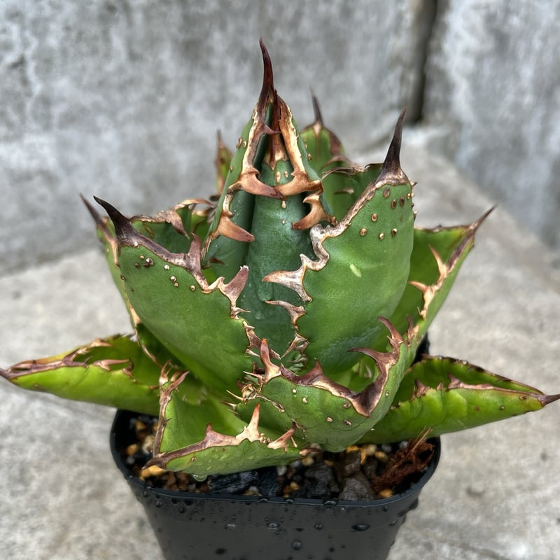 アガベチタノタオアハカ agave titanota oaxaca鉢付き発送 | black