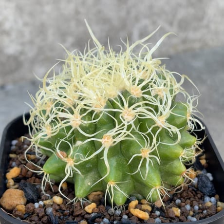 サボテン  電棘金鯱 キンシャチEchinocactus grusonii “Golden Barrel Cactus”鉢付き発送