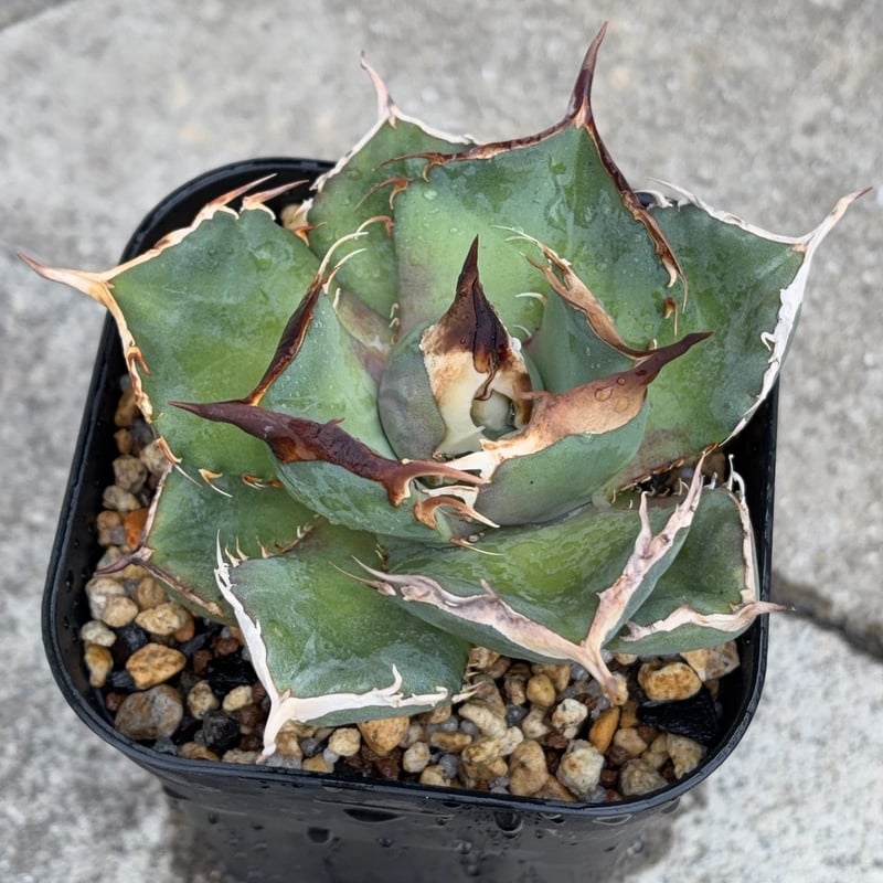 アガベオテロイオアハカ 子株2株付きAgave oteroi “Oaxaca”鉢付き発送