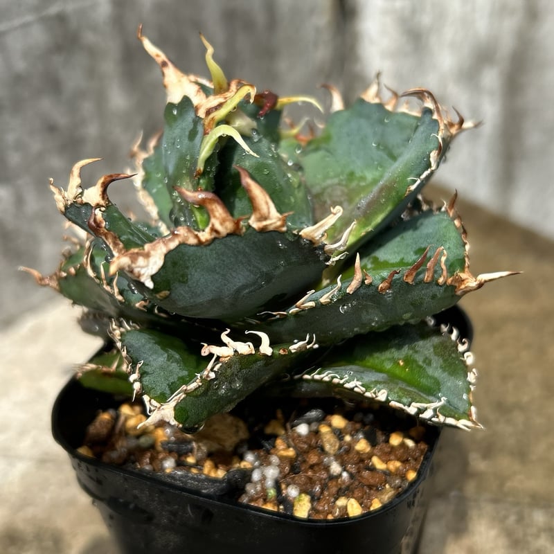 アガベチタノタ金剛 鉢付き発送 | blackmonster plants