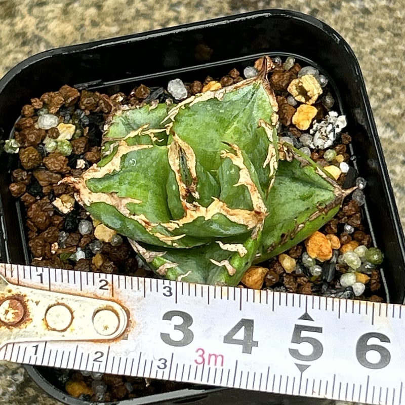 アガべチタノタ　白豪棘　親株 管理No.06768444】アガベ チタノタ 白豪刺（発根済） | LIT PLANTS l