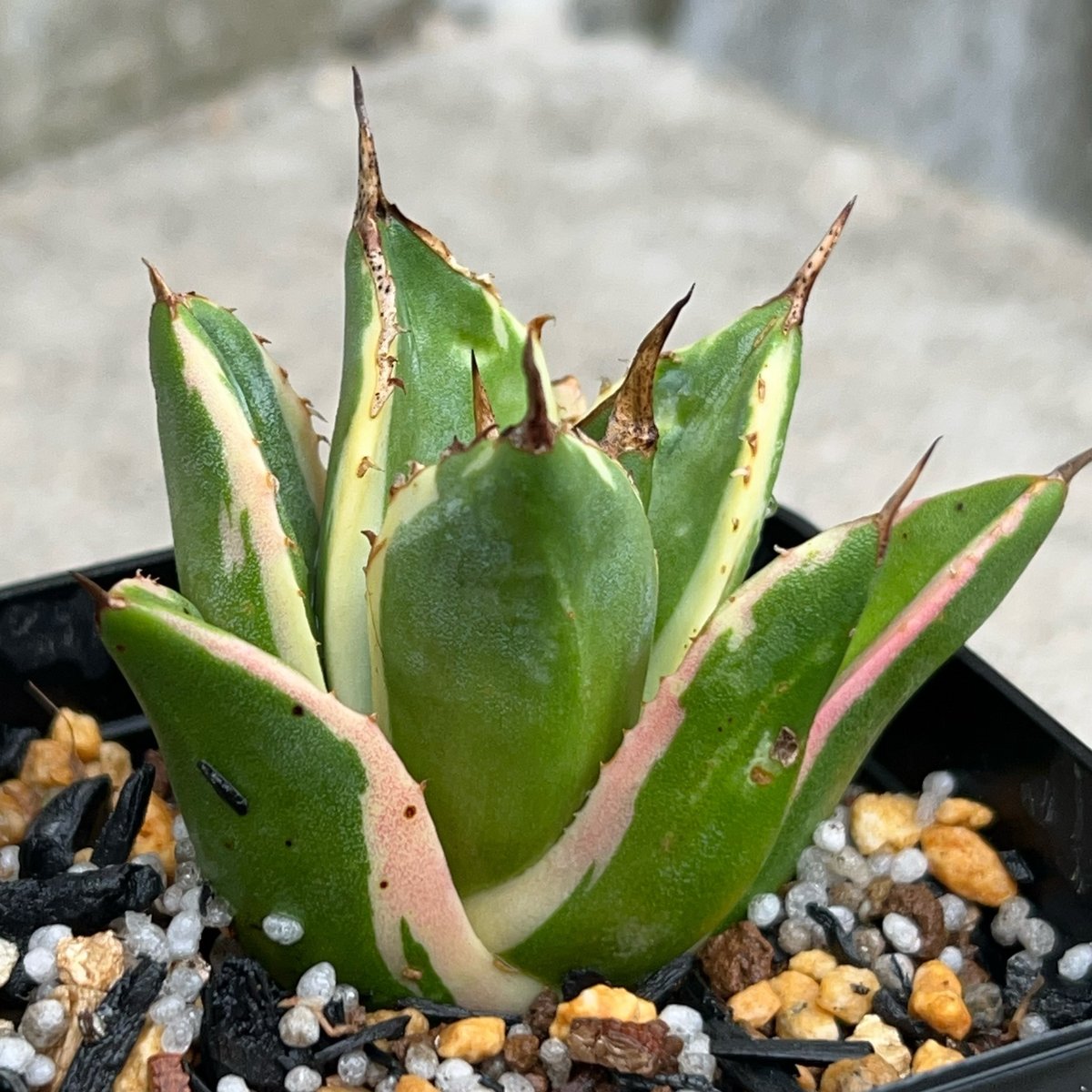 アガベ　チタノタ　スナグルトゥース　agave アガベ チタノタ スナグルトゥース Agave titanota Snaggle Tooth