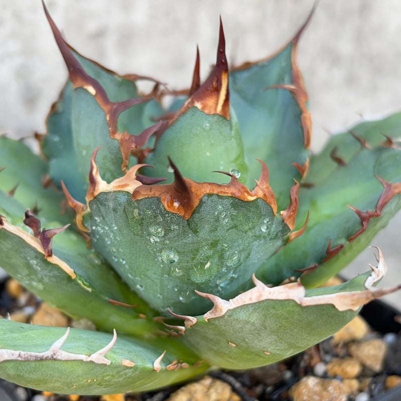 アガベチタノタオアハカ 子株多数付き Agave titanota oaxaca 鉢付き