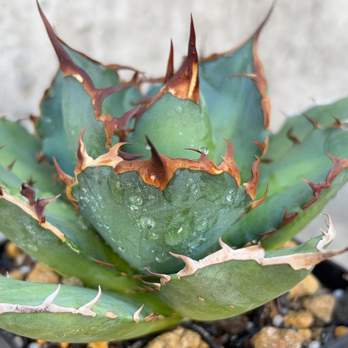 AGAVE TITANOTA オアハカ】アガベ チタノタ 子株 ES-OX 子株 ② 検
