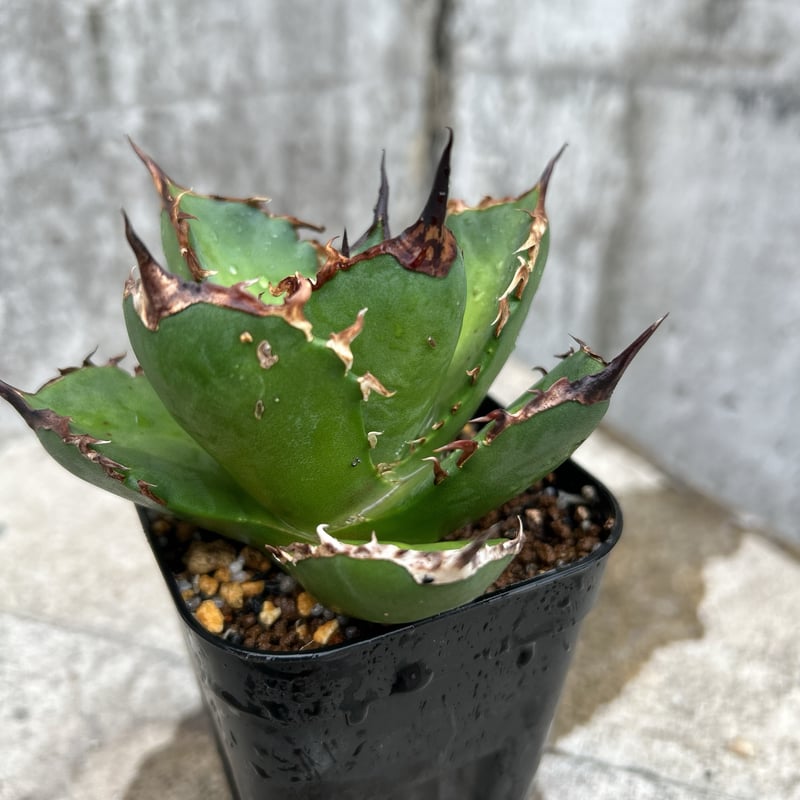 アガベ チタノタ シャークソード 鯊魚剣 鉢付き発送 | blackmonster