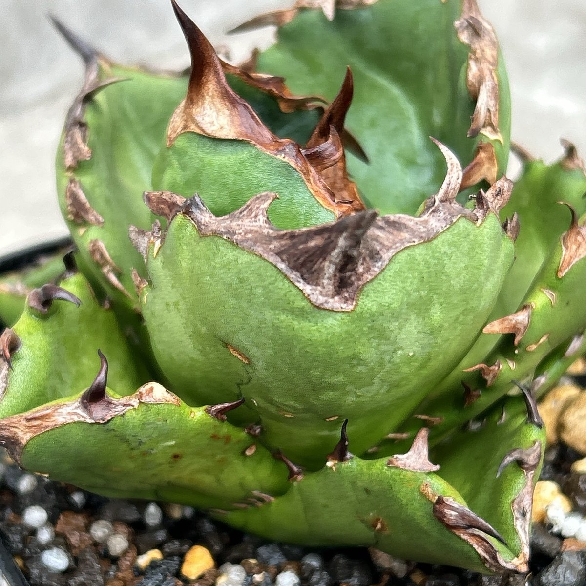 アガベ チタノタ 翼竜 プテラノドン Agave titanota Pteranodon