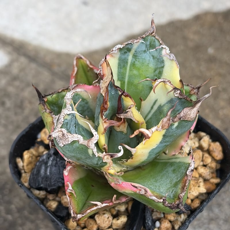 アガベ チタノタ 白鯨錦 白覆輪錦 Agave titanota 'White Whale'