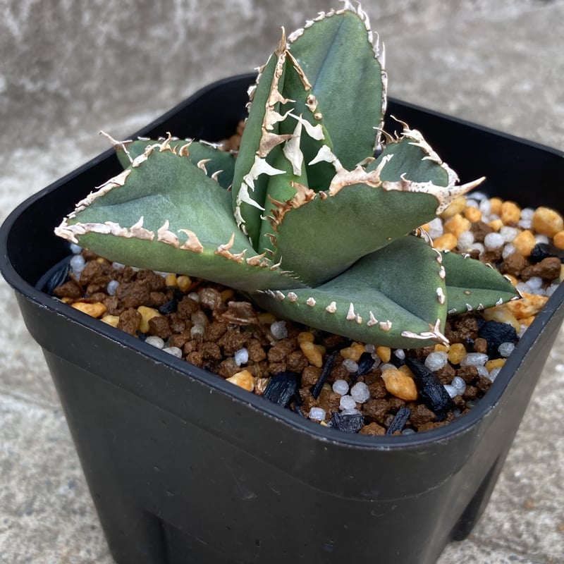 アガベチタノタ狼人 現品鉢ごと発送 アガベチタノタ狼人鉢ごと発送