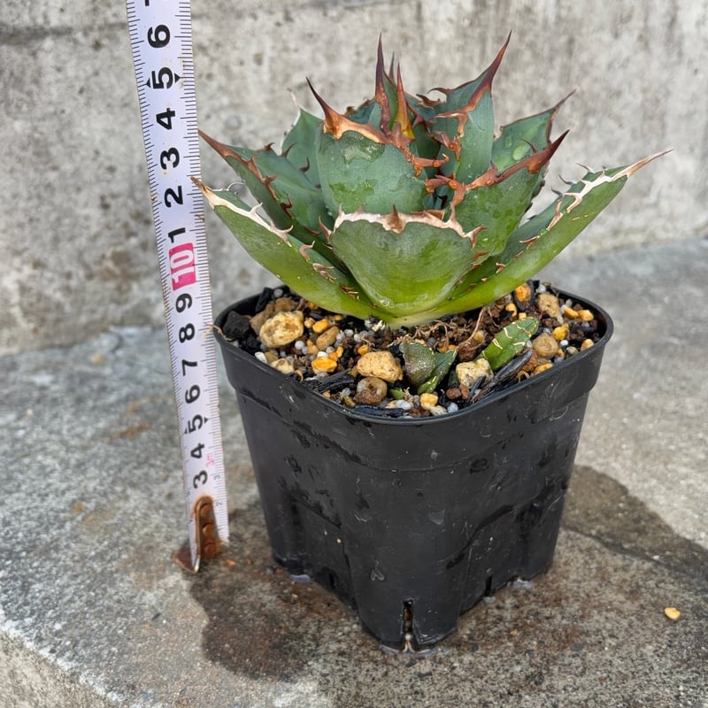 アガベチタノタオアハカ 子株多数付き Agave titanota oaxaca 鉢付き