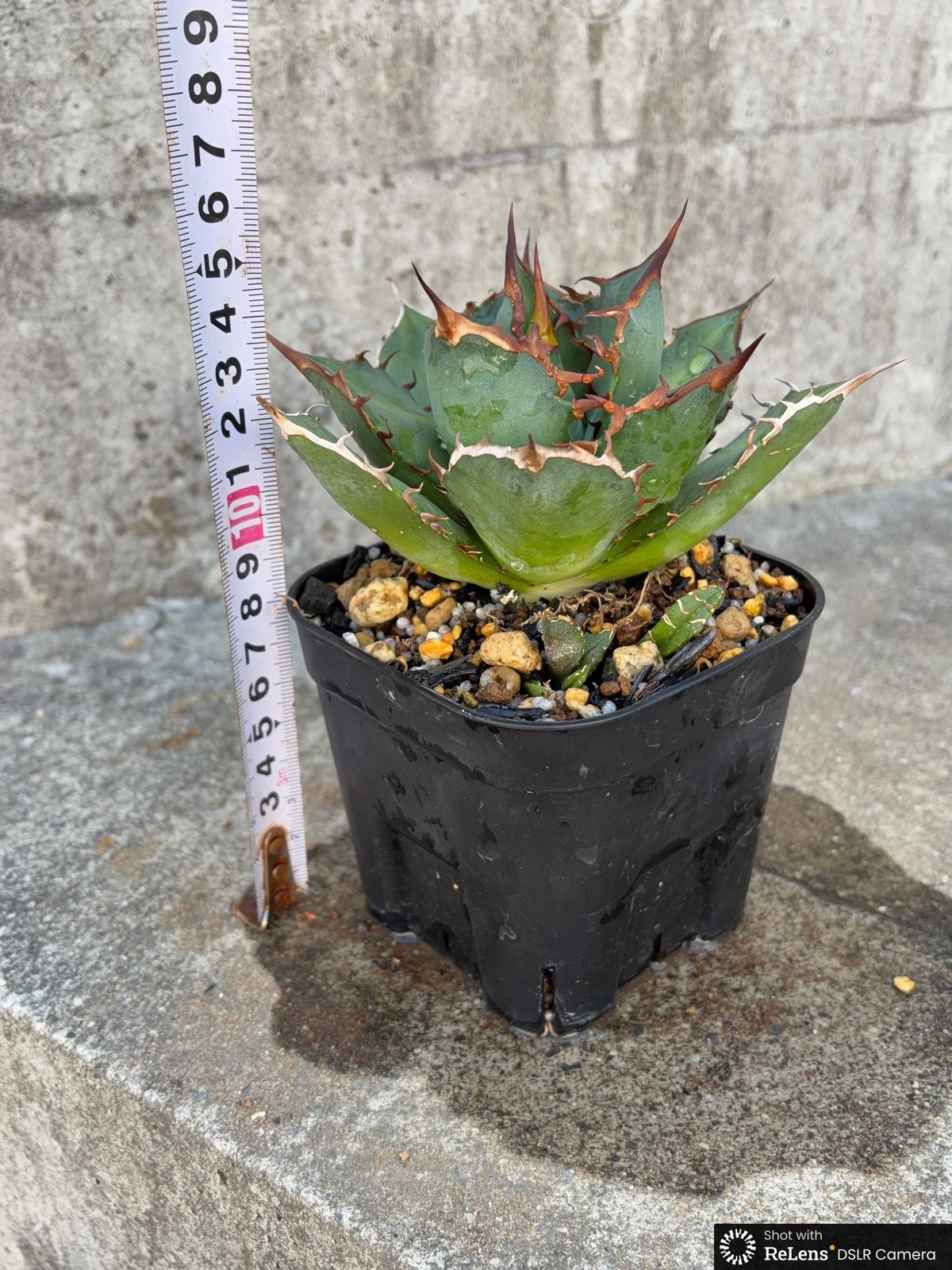 アガベチタノタオアハカ 子株多数付き Agave titanota oaxaca 鉢付き