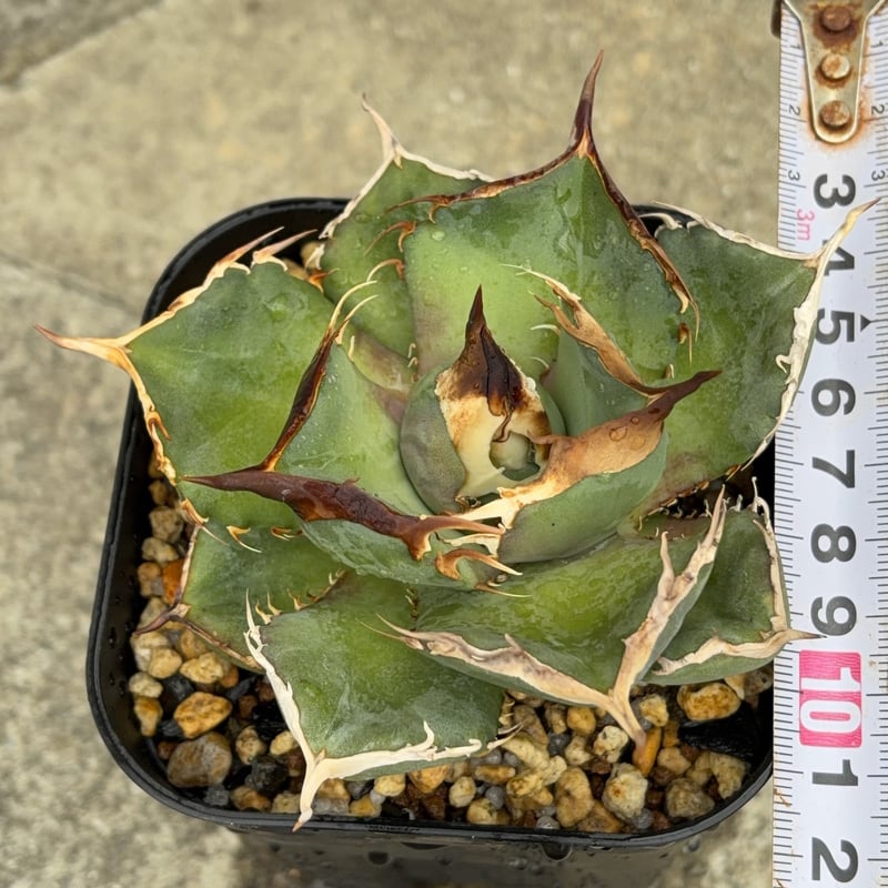 oaxaca oteroi オアハカ　オテロイ　アガベ　子株② アガベオテロイオアハカ 子株2株付きAgave oteroi “Oaxaca”鉢付き発送