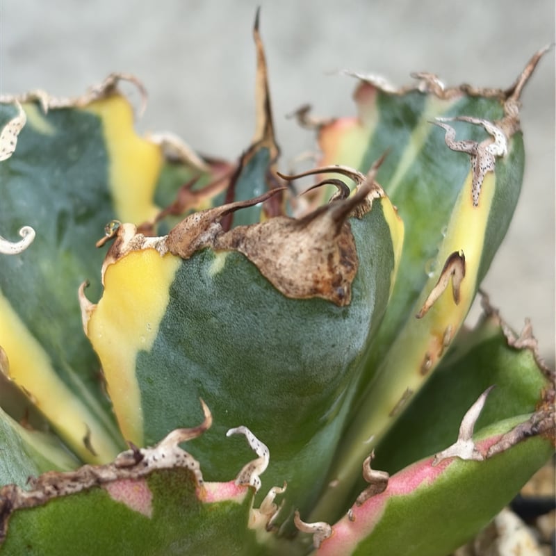 アガベ チタノタ 白鯨錦 白覆輪錦 Agave titanota 'White Whale'