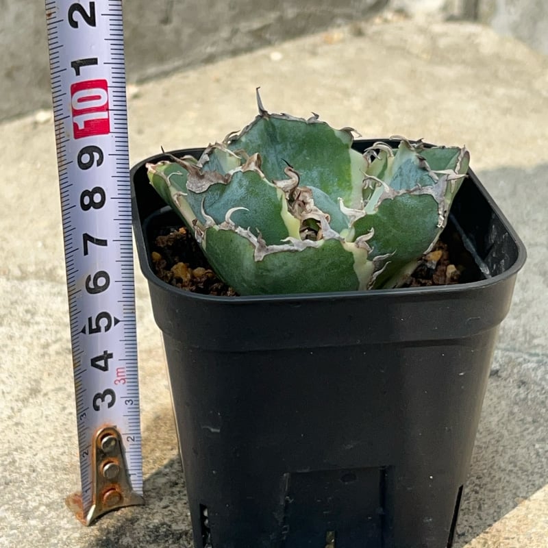 アガベ チタノタ 白鯨錦 白覆輪錦 Agave titanota 'White Whale'