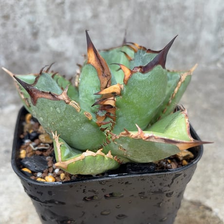 blackmonster plants