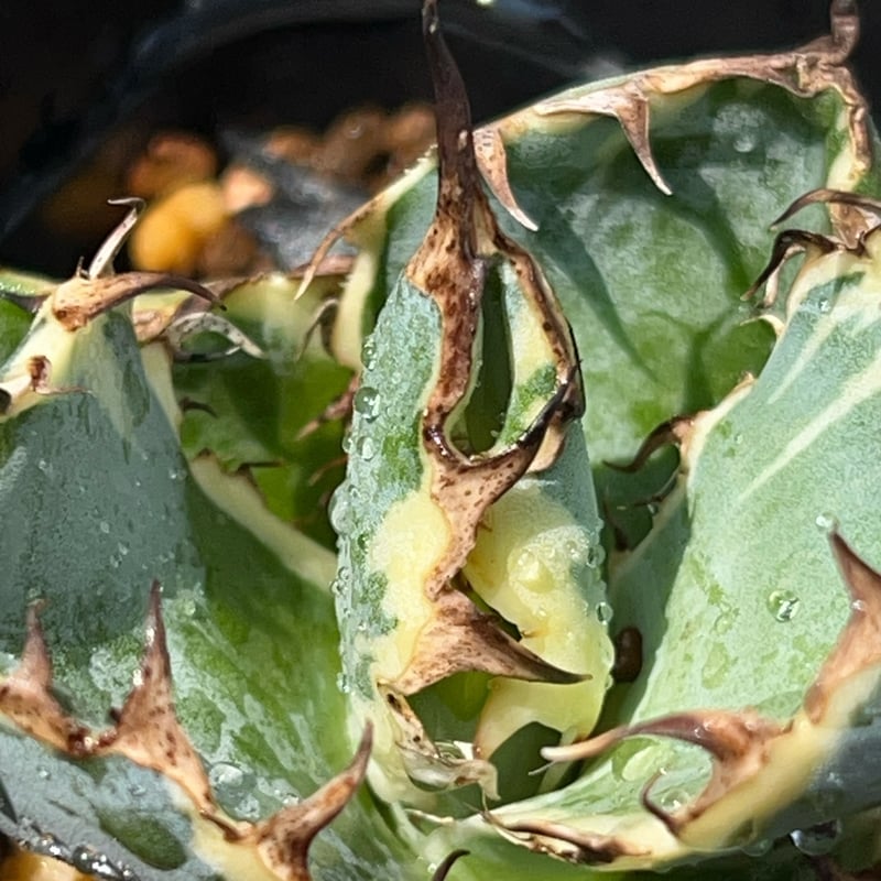 アガベ チタノタ ブラックアンドブルー 錦 白覆輪錦 Agave