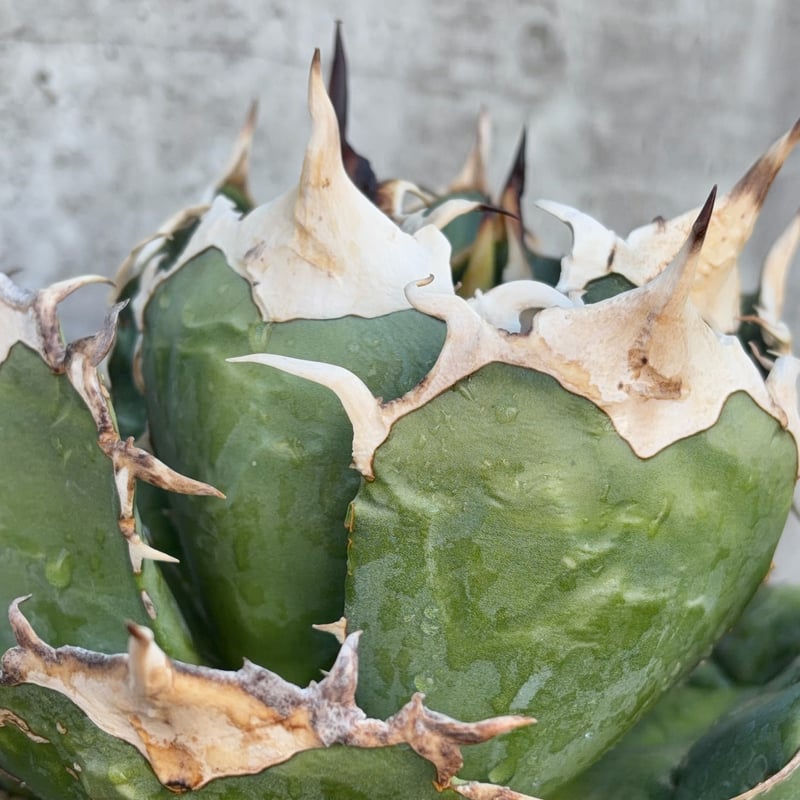 アガベ オテロイ オアハカ 現地球株 Agave oteroi “Oaxaca” field-