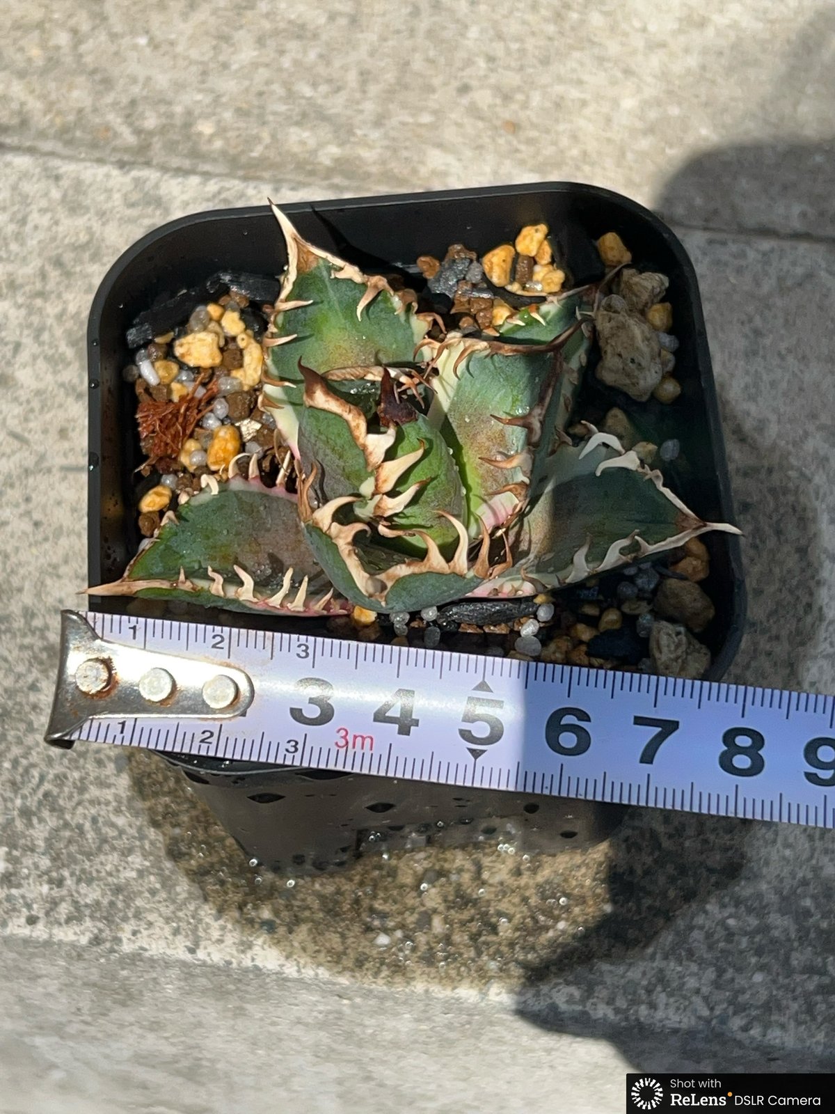 梅*ヨ様 オークション【3000取引感謝企画】超選抜　アガベ　赤猫錦　くっきり斑 梅*ヨ様 オークション【3000取引感謝企画】超選抜 アガベ 赤猫錦