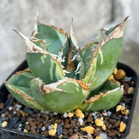 アガベ チタノタ 白鯨錦 縞斑錦 乱れ縞斑 Agave titanota 'White Wha