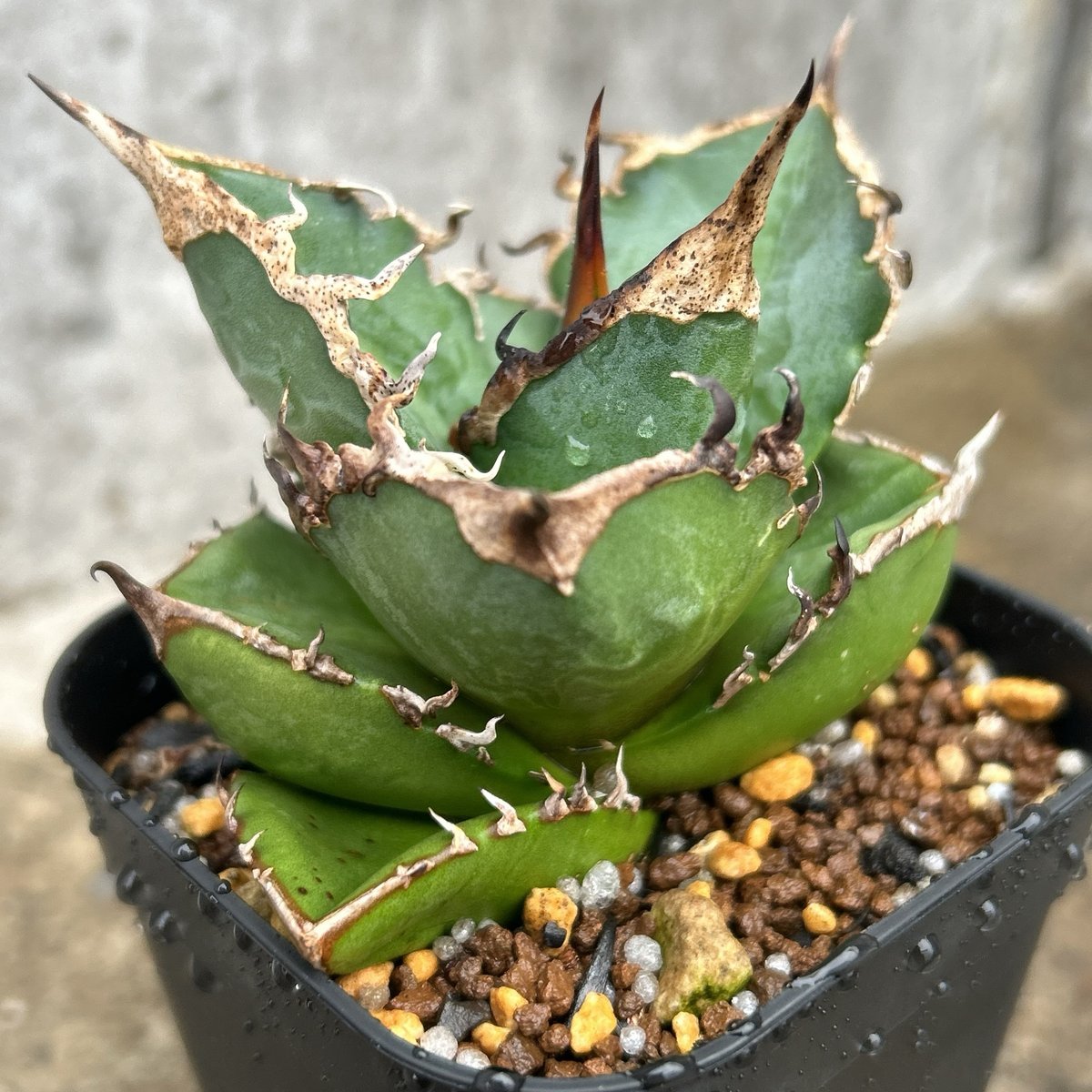 アガベチタノタ赤魔 agave titanota redghost 鉢付き発送 | blac