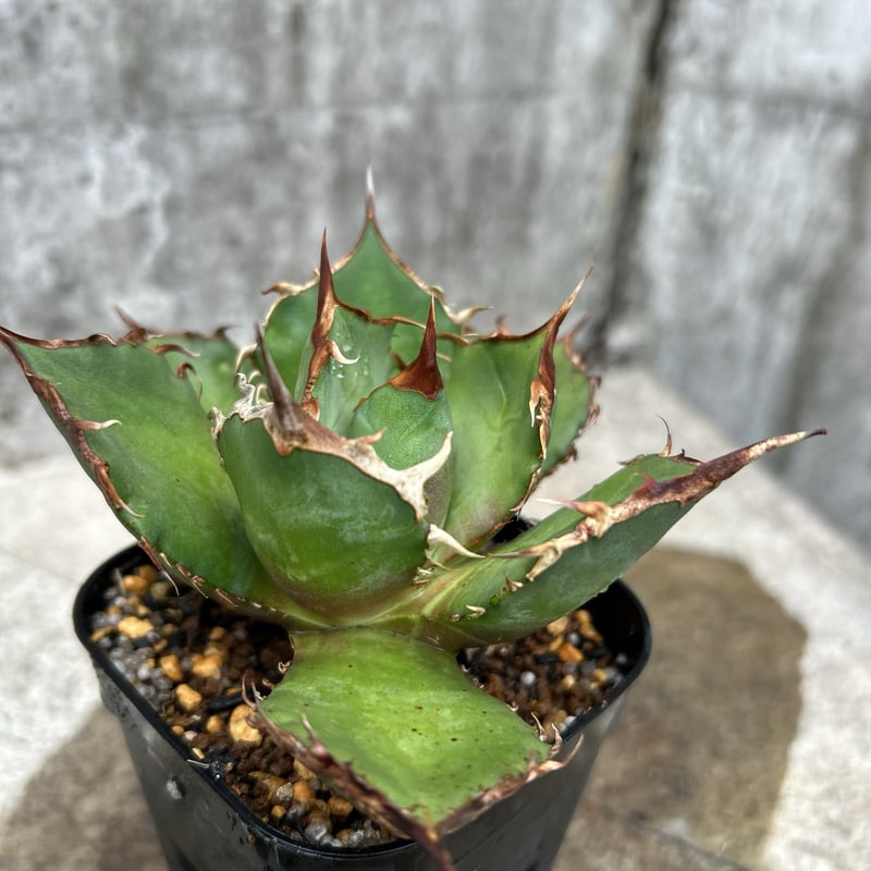 アガベ チタノタ FO-076 US 活着 アガベ チタノタ FO-076