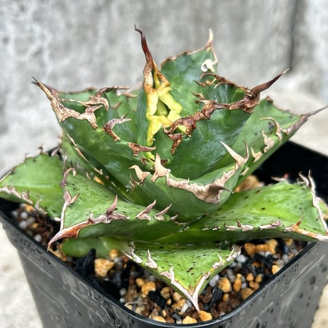 狂刺夕映 | STORES