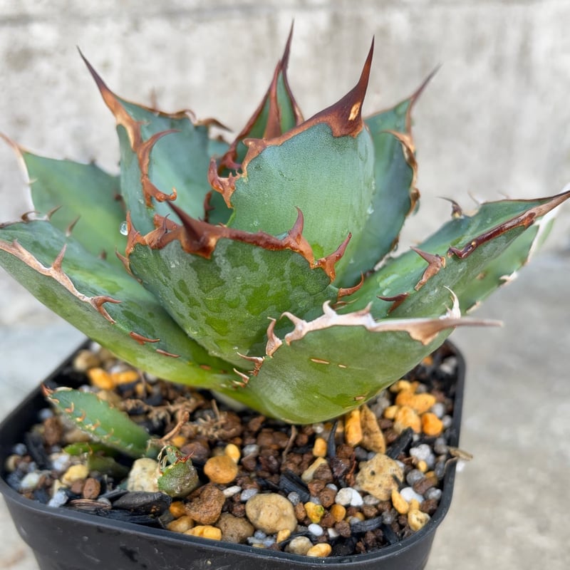アガベ チタノタ　オアハカ　子株① アガベチタノタオアハカ 子株多数付き Agave titanota oaxaca 鉢付き