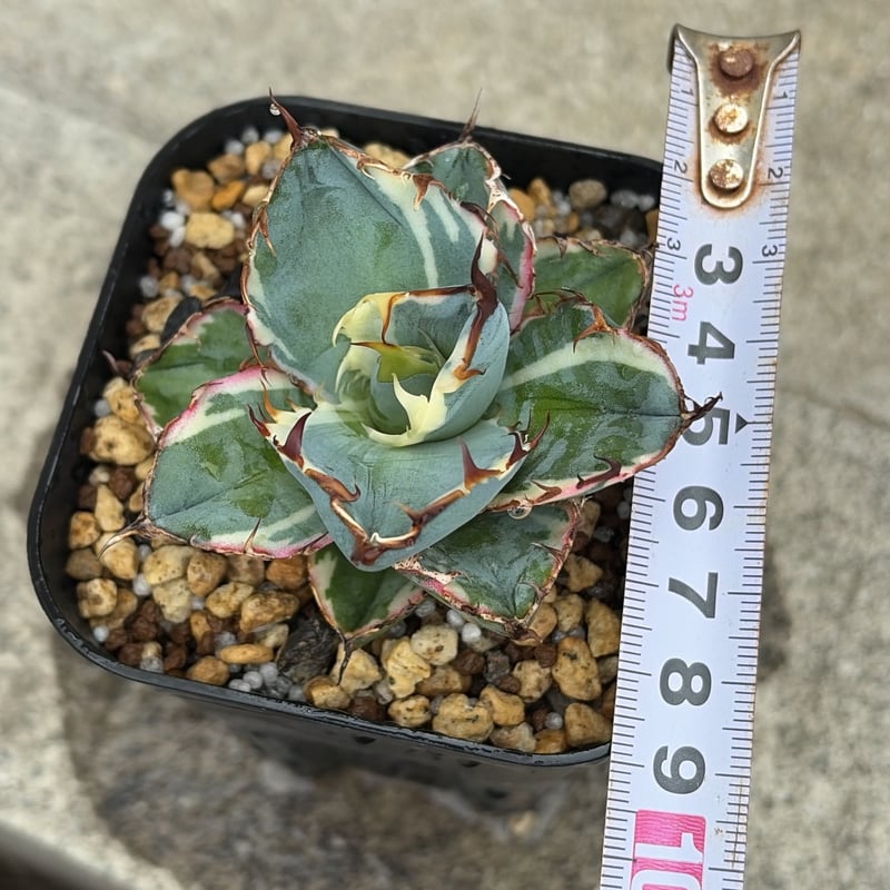 アガベ チタノタ ブラックアンドブルー 錦 白覆輪錦 Agave titanota Bla