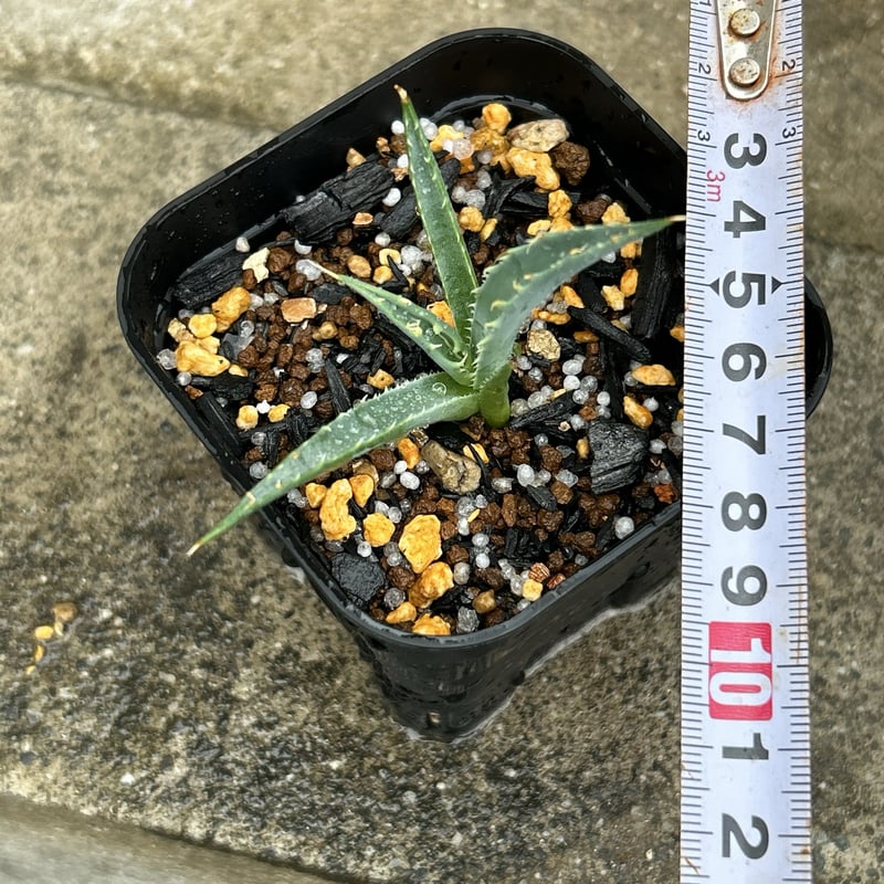 BMP産）アガベ ユタエンシス エボリスピナ 子株 Agave utahensis ebor