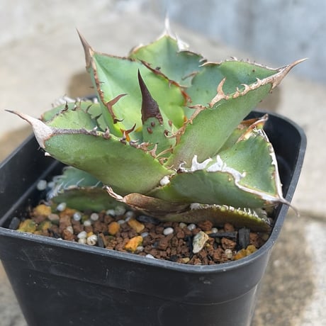 アガベ 星空 アガベ チタノタ Shi-hao 