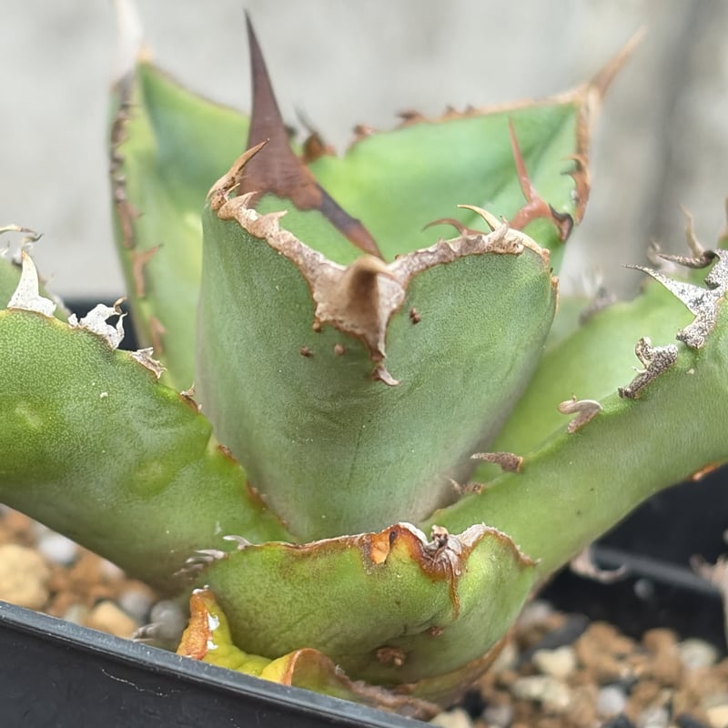 アガベ チタノタ 星空 Agave titanota starry sky 鉢付き発送 |