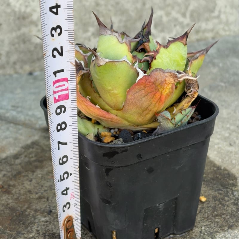 アガベチタノタオアハカ 子株2株付き Agave titanota oaxaca 鉢付き