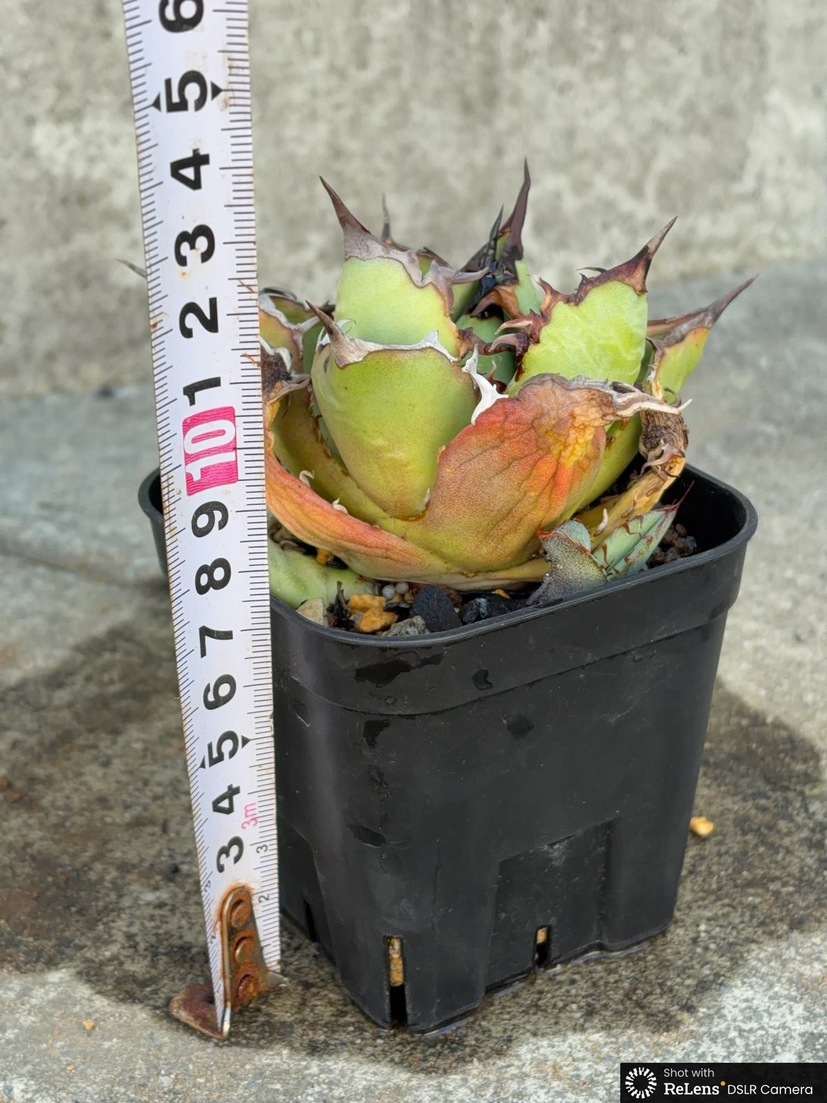 アガベチタノタオアハカ 子株2株付き Agave titanota oaxaca 鉢付き