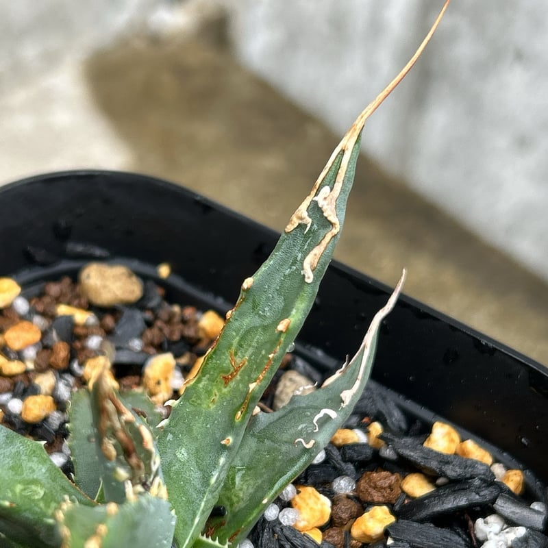 BMP産）アガベ ユタエンシス エボリスピナ 子株 Agave utahensis