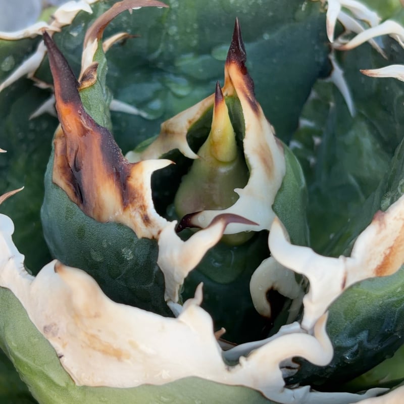 アガベ オテロイ オアハカ 現地球株 Agave oteroi “Oaxaca” field-