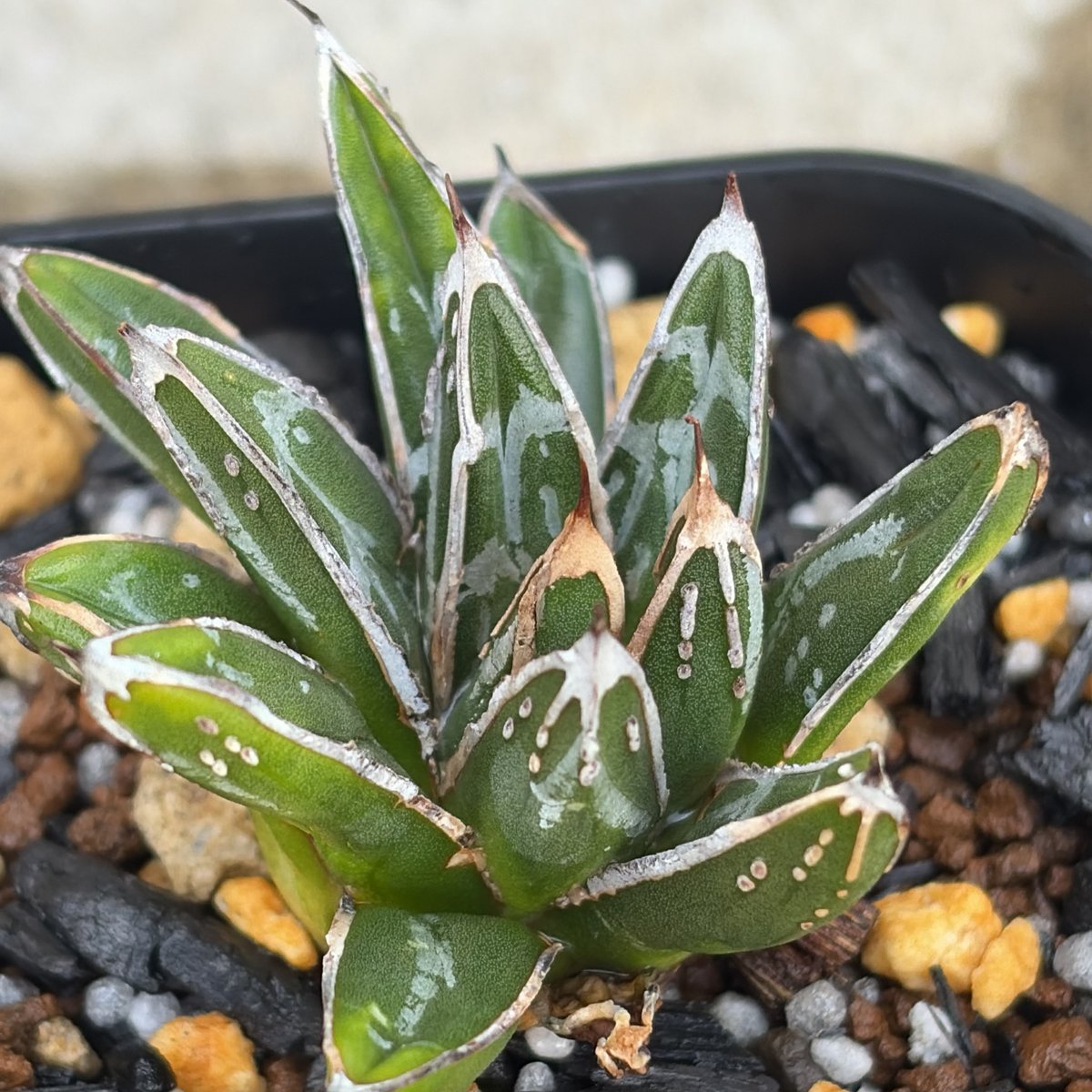 アガベ 児玉姫笹の雪 子株2株付き Agave victoriae-reginae 鉢付き発送