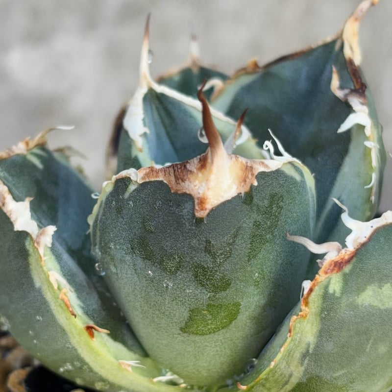 アガベ チタノタ 南アフリカダイヤモンド錦 白覆輪錦 Agave titanota
