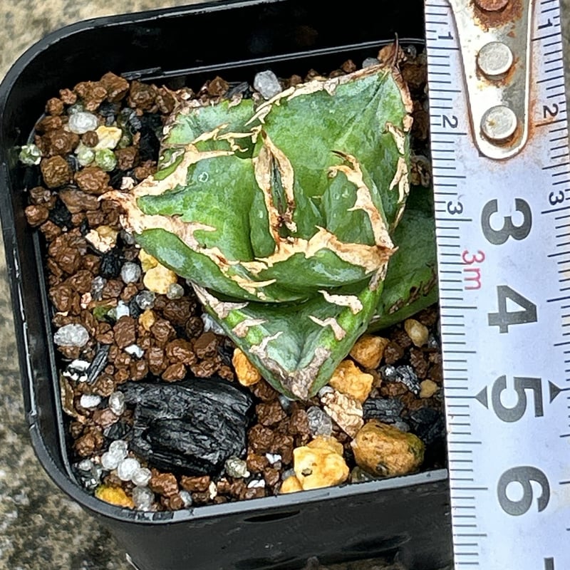 AGAVE TITANOTA 白豪刺 Yahoo!オークション - 【AGAVE TITANOTA 白豪刺】本物 返金保証